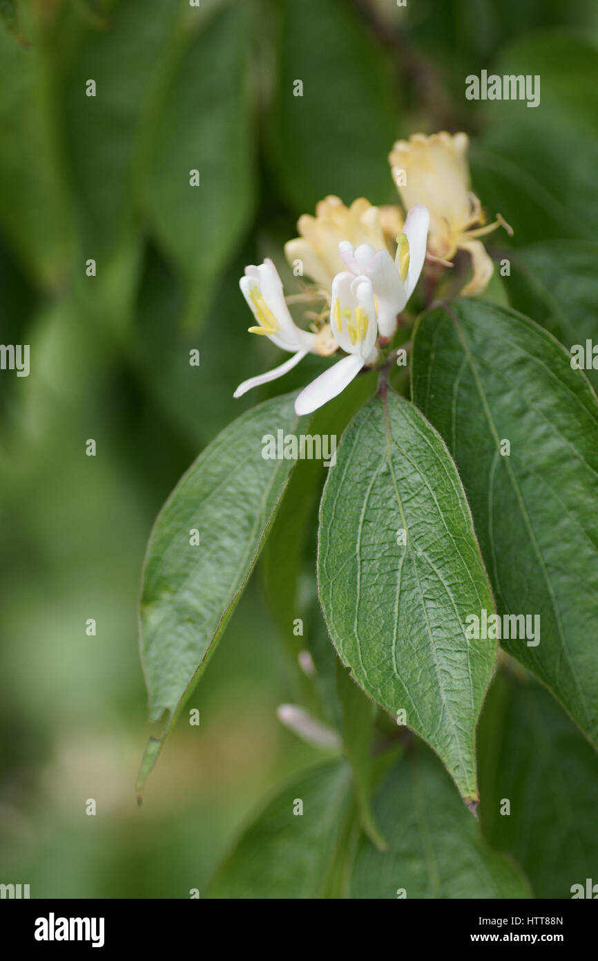 Lonicera maackii Foto Stock