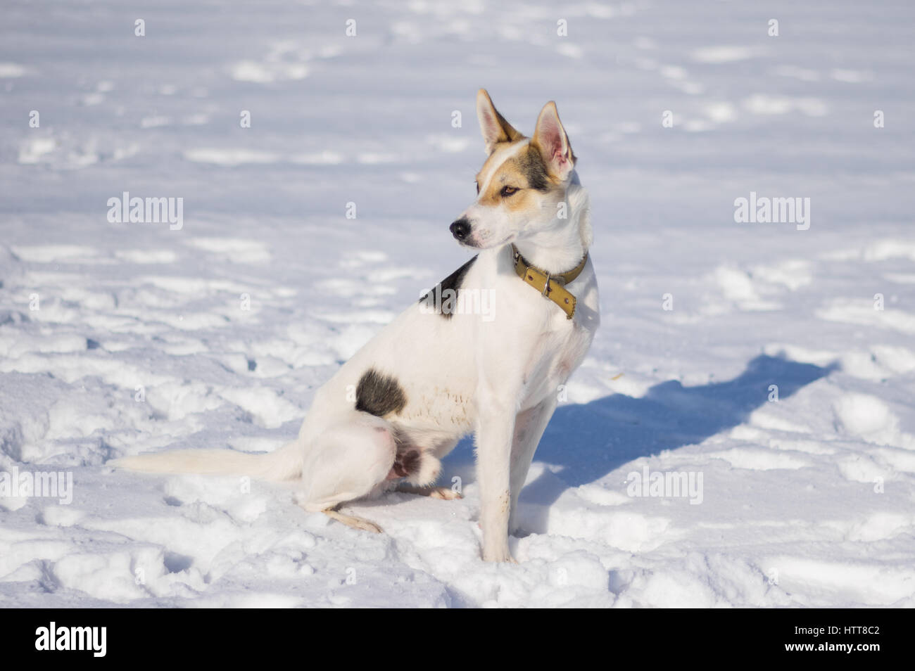 Ritratto di carino di razza mista cane bianco con macchie nere seduta su una neve fresca a soleggiata giornata invernale Foto Stock