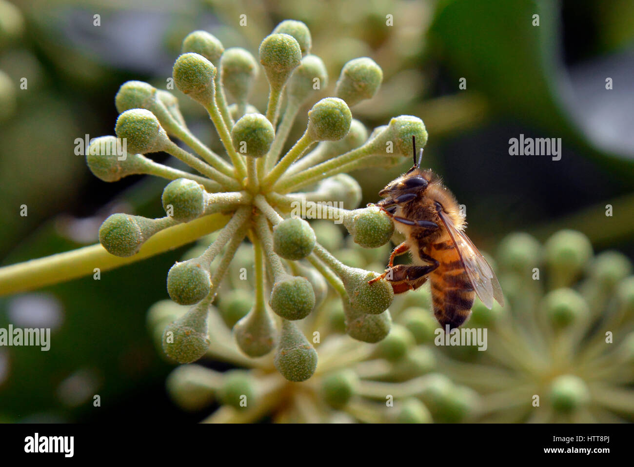 Close up di Bee raccogliere il polline di una pianta. Foto Stock