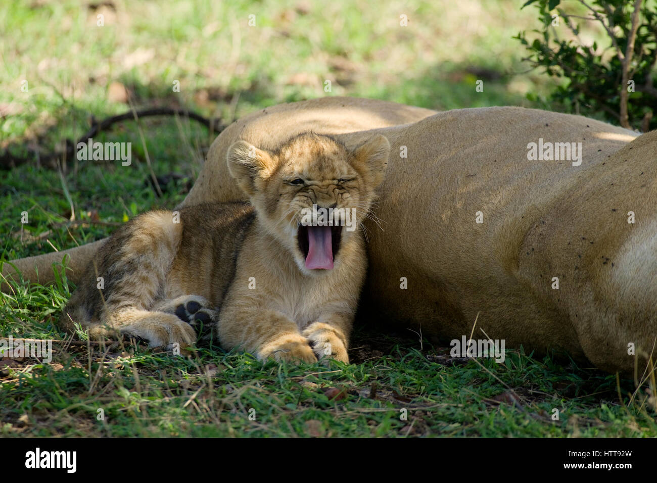 Leone africano (panthera leo) cub sbadigli, masai Mara riserva nazionale, Kenya, Africa orientale Foto Stock