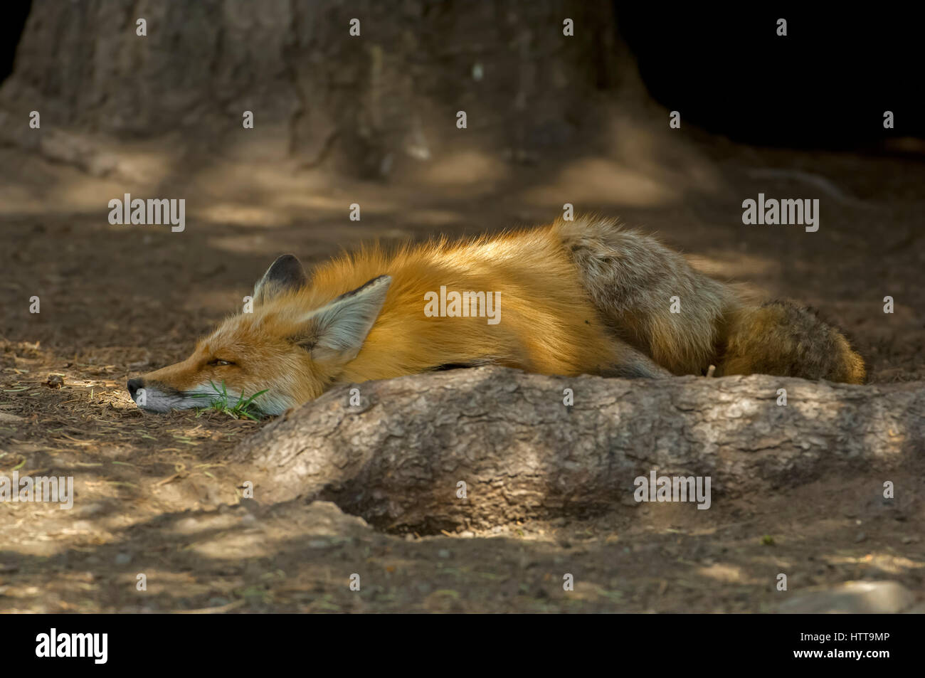 Red Fox (Vulpes vulpes vulpes). Shoshone National Forest, Wyoming negli Stati Uniti. Foto Stock