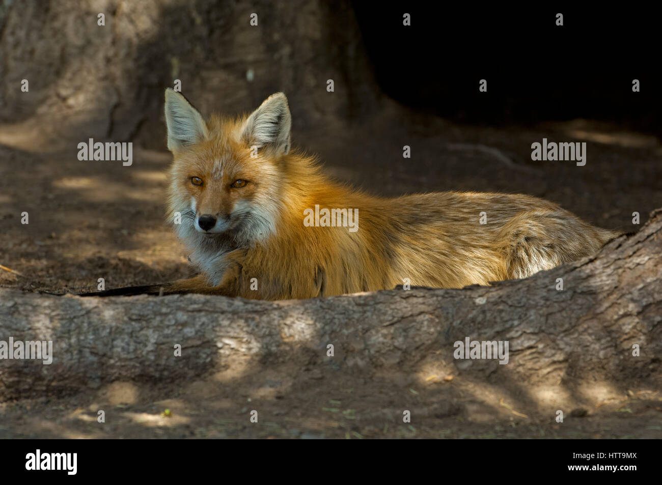 Red Fox (Vulpes vulpes vulpes). Shoshone National Forest, Wyoming negli Stati Uniti. Foto Stock