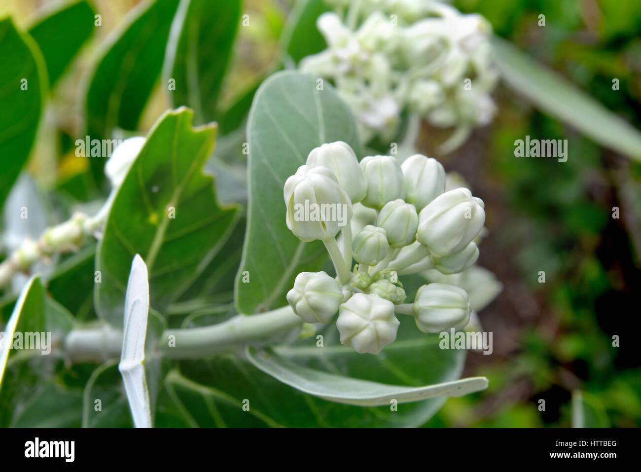 Campagna Asian calotropis gigantea fiore nella luce solare esterna Foto Stock