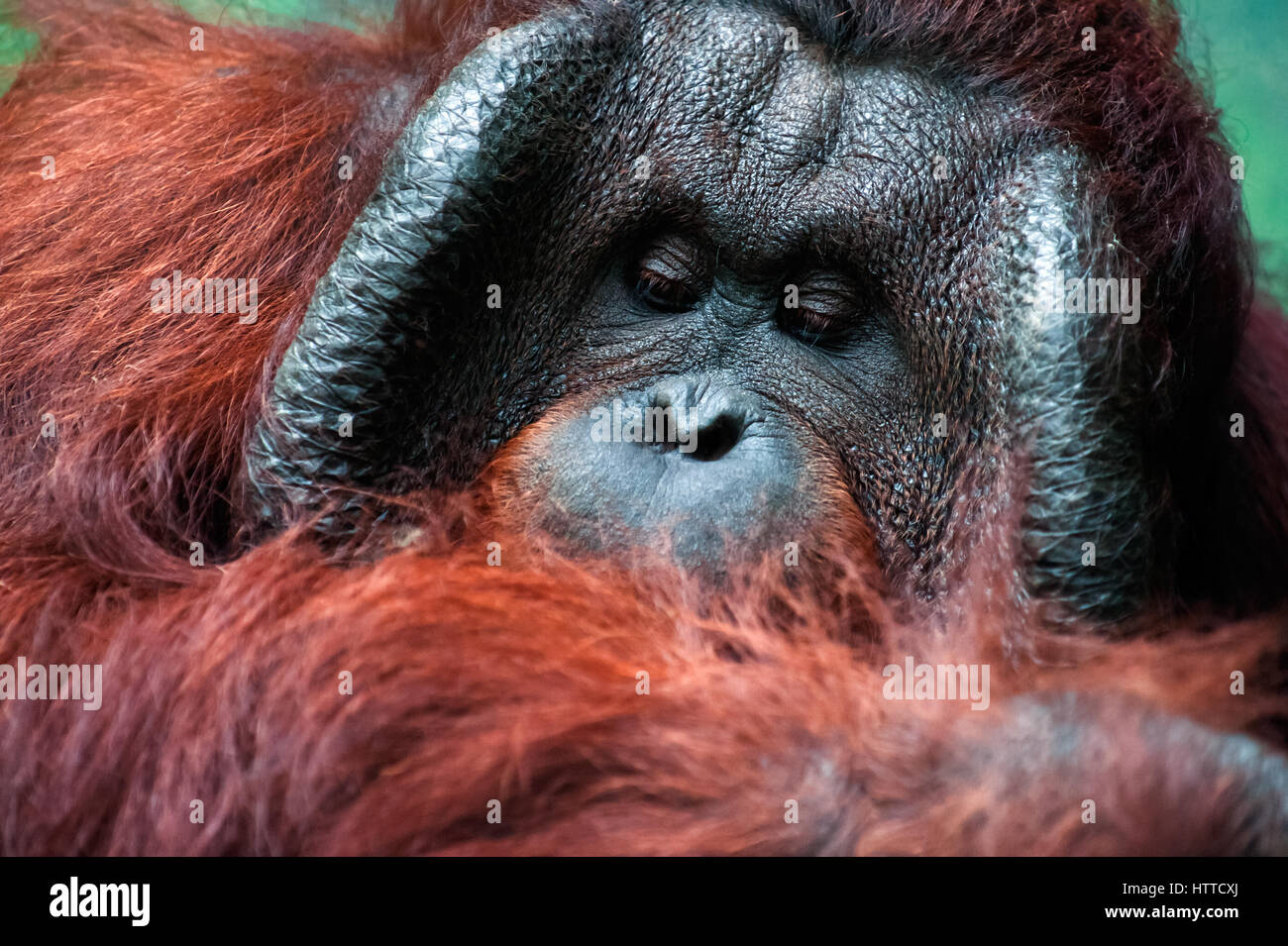Maschio dominante orangutan con la guancia di firma pad che sviluppare in risposta ad una sovracorrente di testosterone Foto Stock