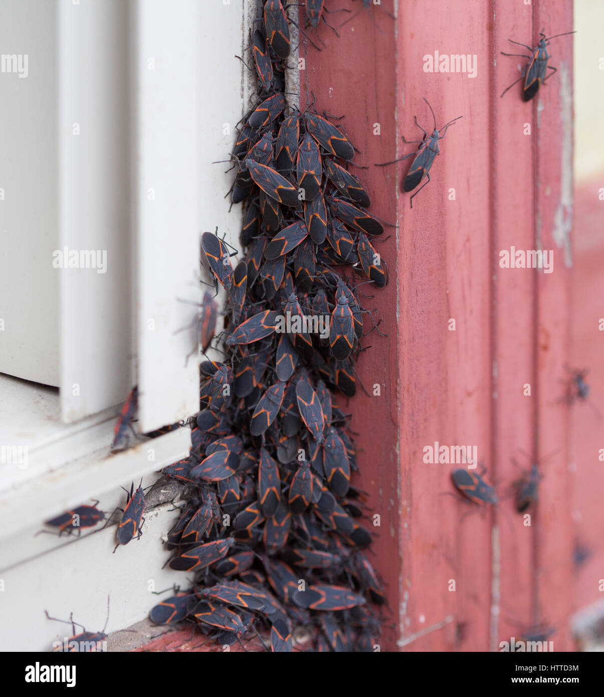 Un grande gruppo di Box Elder (Boisea trivittata) bug emergente dopo entra in modalità di ibernazione durante il periodo invernale Foto Stock