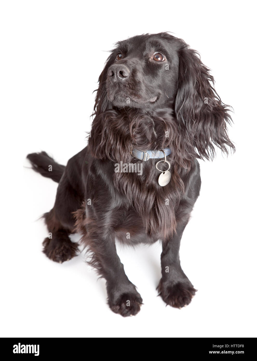 Studio ritratto di giovane nero lavorando cocker spaniel Foto Stock
