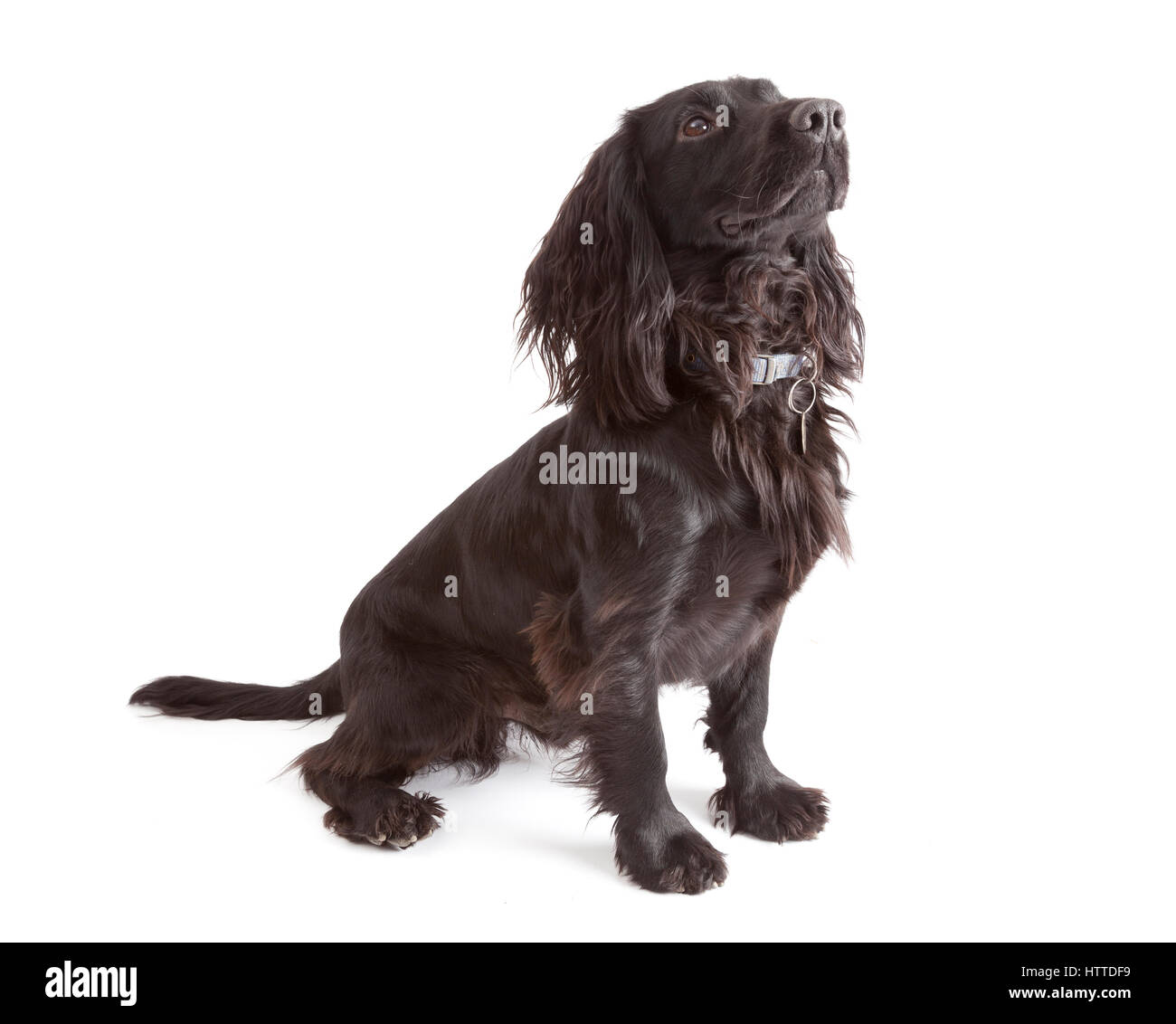 Studio ritratto di giovane nero lavorando cocker spaniel Foto Stock