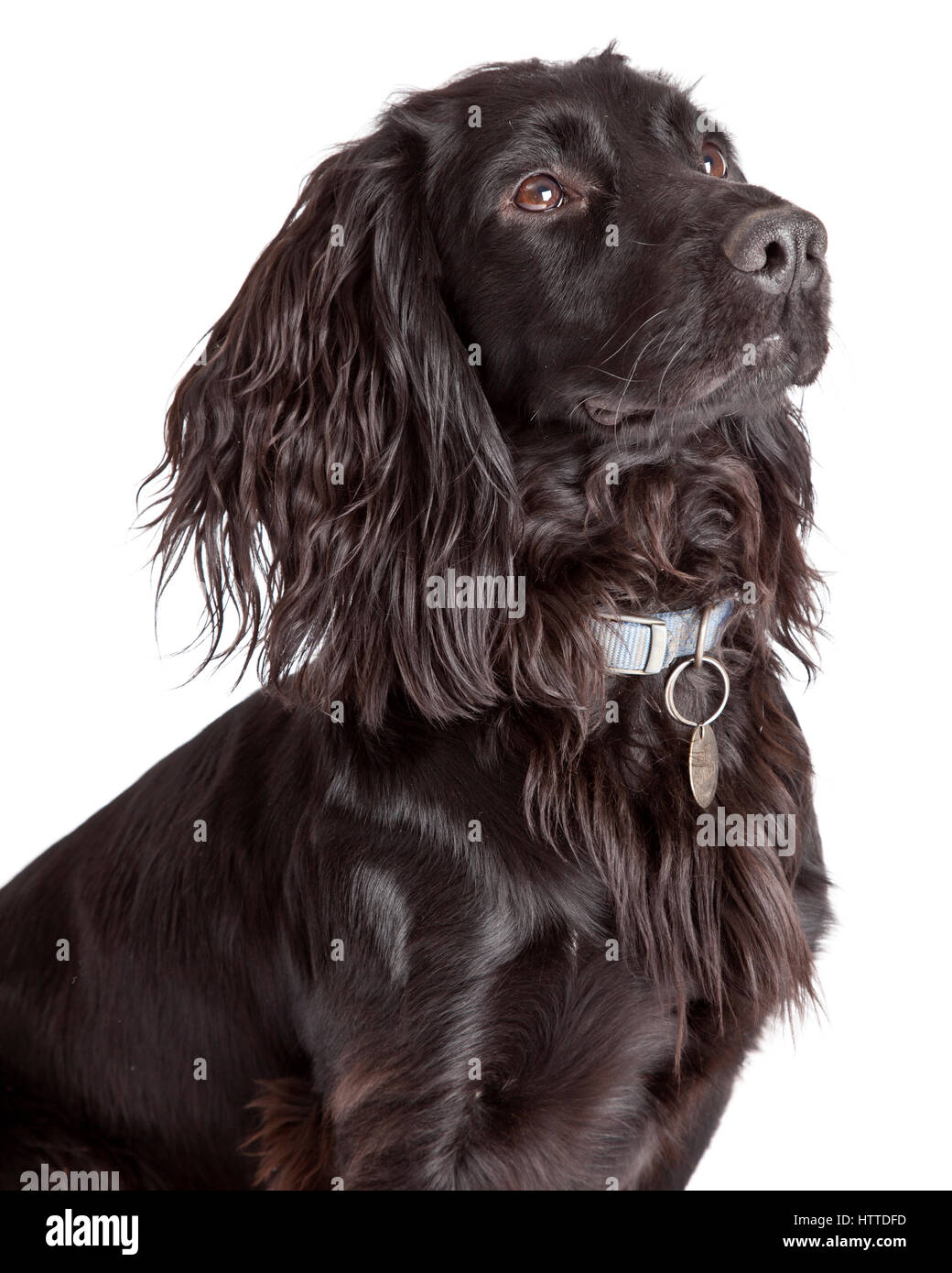 Studio ritratto di giovane nero lavorando cocker spaniel Foto Stock