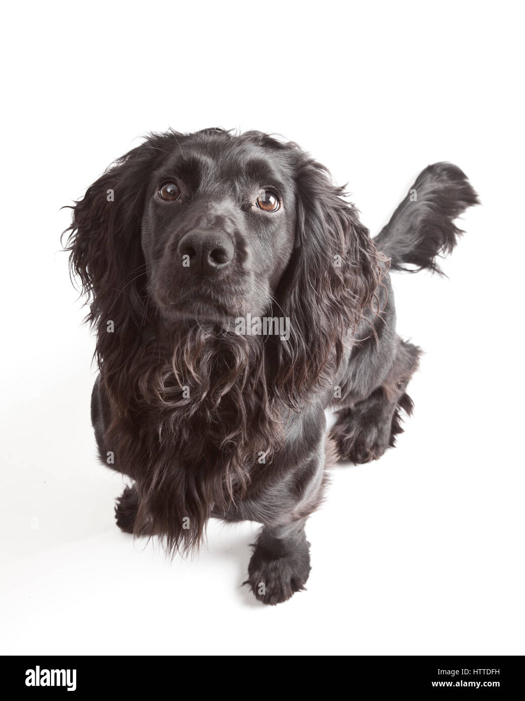 Studio ritratto di giovane nero lavorando cocker spaniel Foto Stock