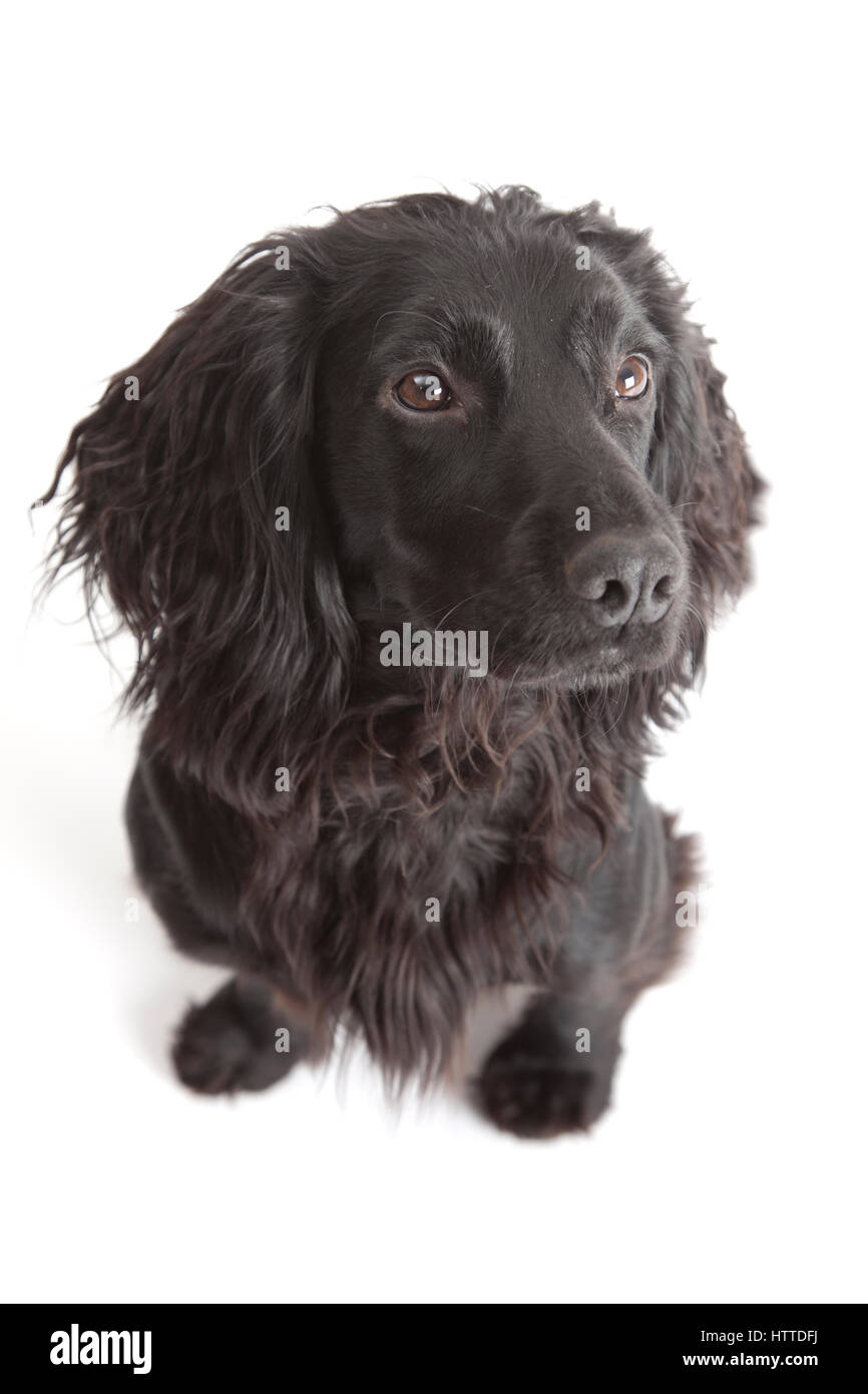 Studio ritratto di giovane nero lavorando cocker spaniel Foto Stock