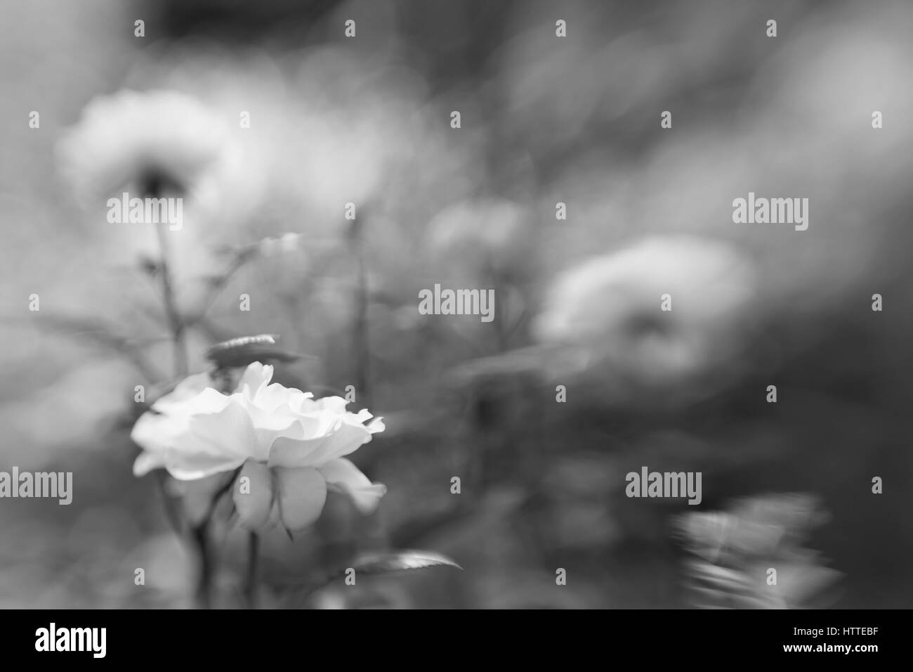 La rosa bianca in bianco e nero in un astratto foto Foto Stock