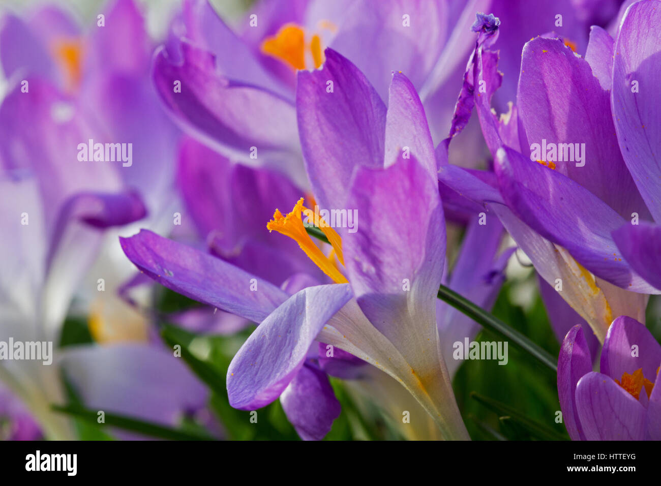 Close-up di crochi viola in primavera Foto Stock