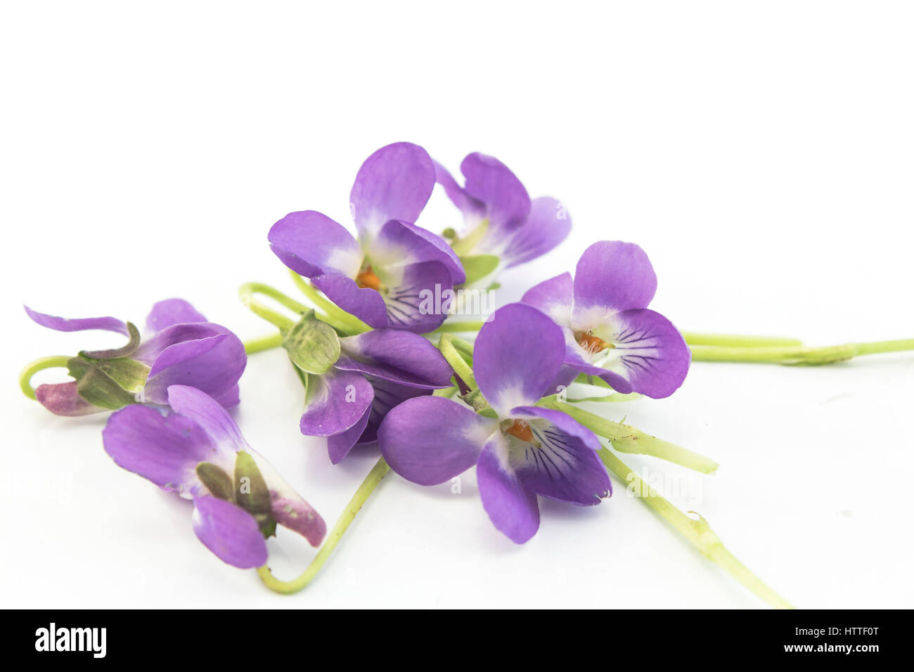 Violette, Viola Odorata isolato su bianco. Foto Stock