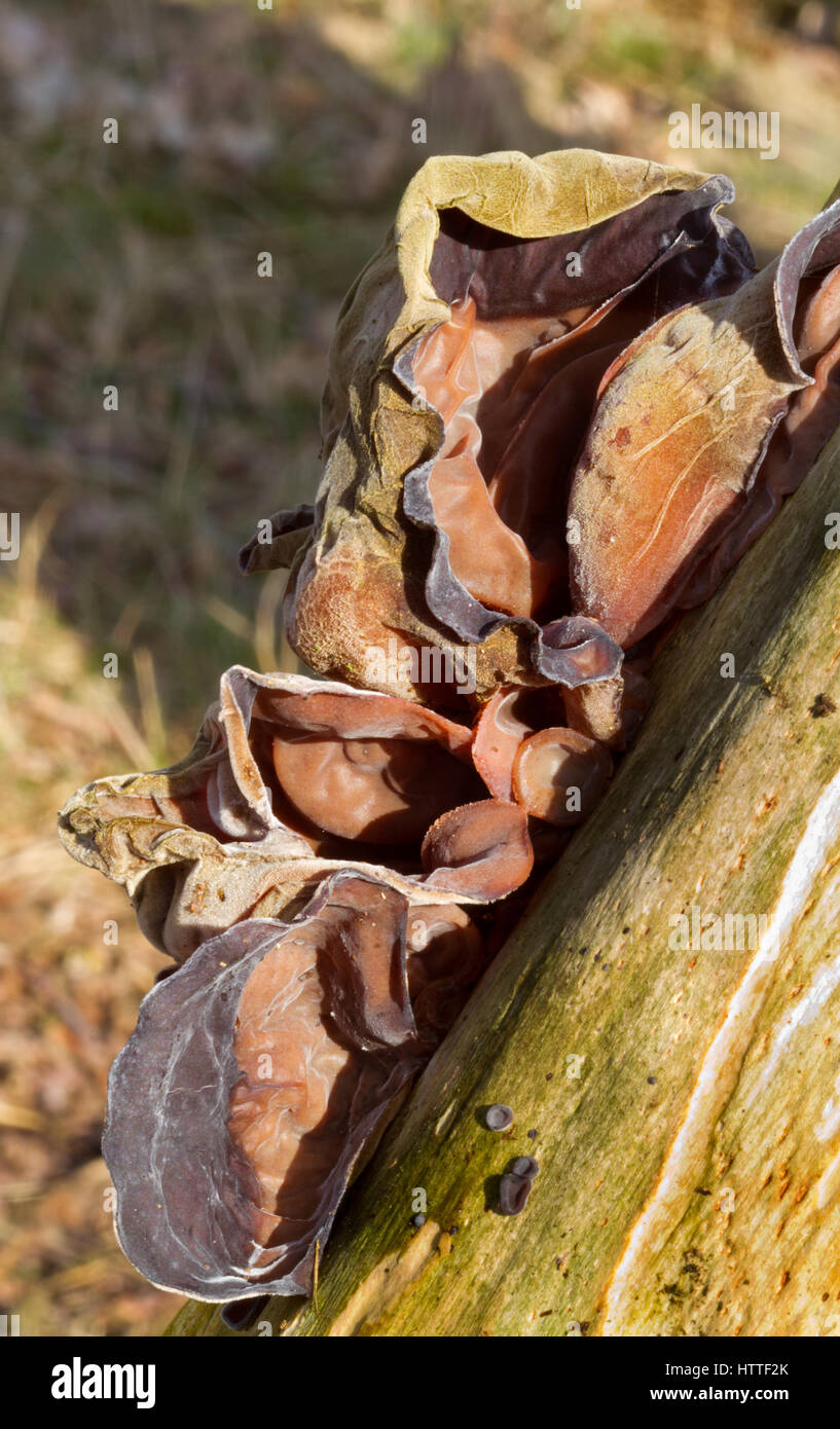 Gruppo di ebreo l orecchio, gelatina fungo, sul legno morto Foto Stock