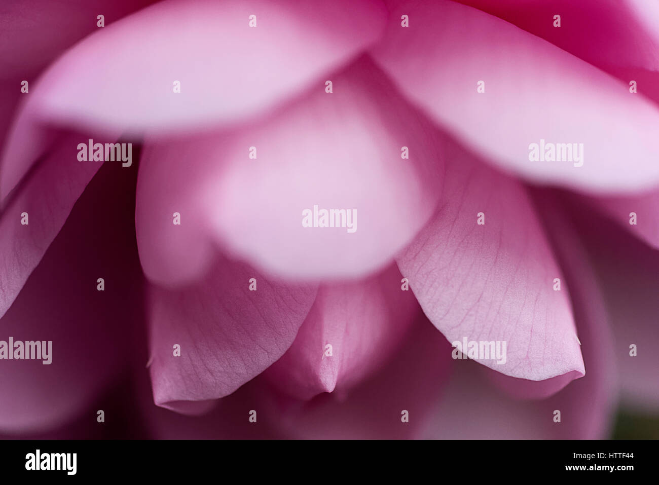 Pink Camellia flower head Foto Stock