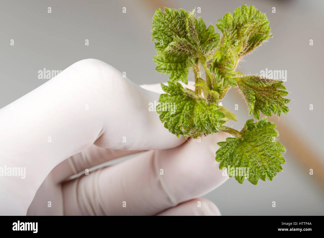 Man mano tenendo un fresco Ortica foglie con guanti di protezione Foto Stock