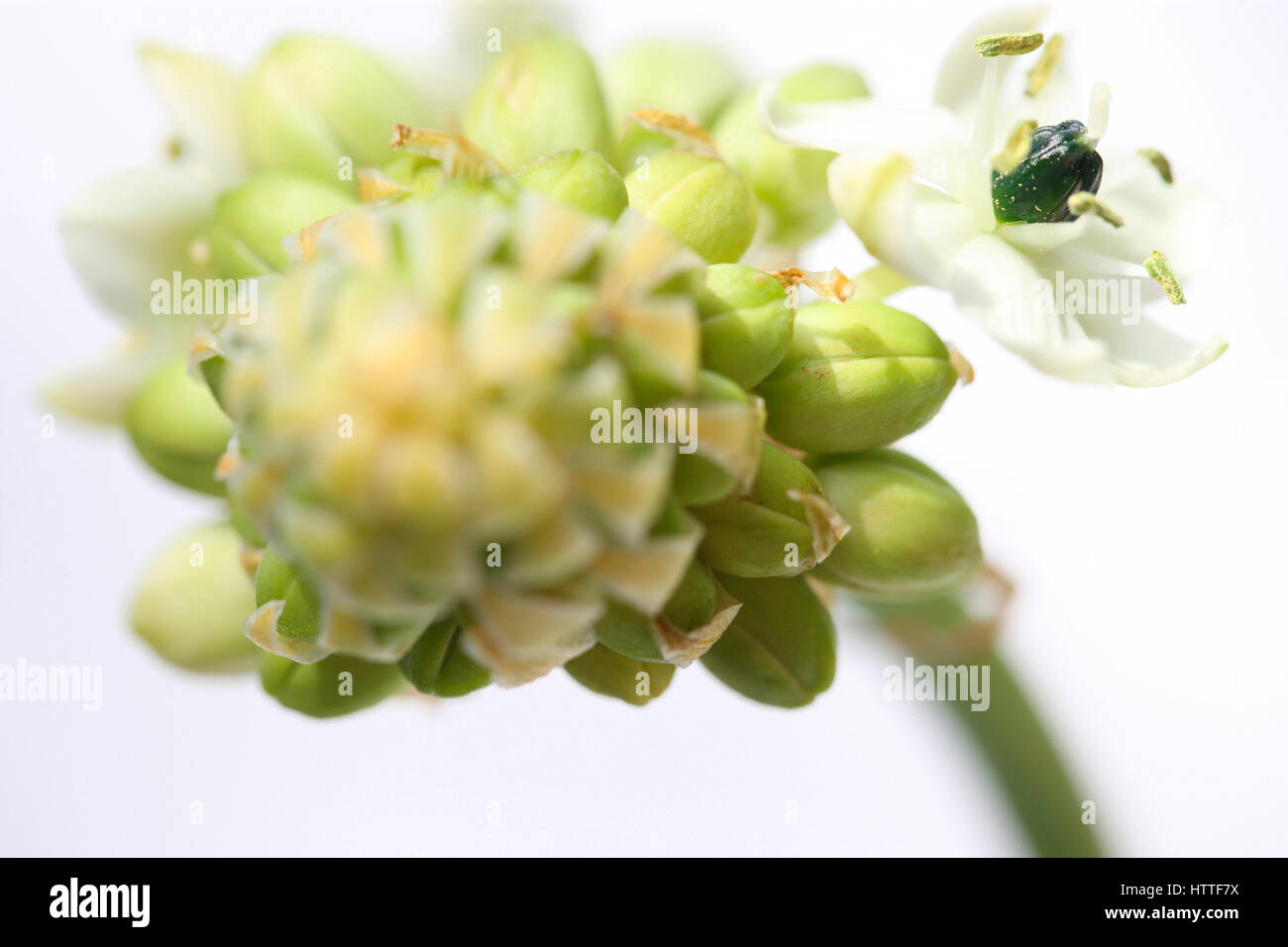 Arabian star flower, stella di Betlemme ancora vita, una guarigione erba - "consolatore e succhietto di dolori e dolori' Jane Ann Butler JABP1883 Foto Stock