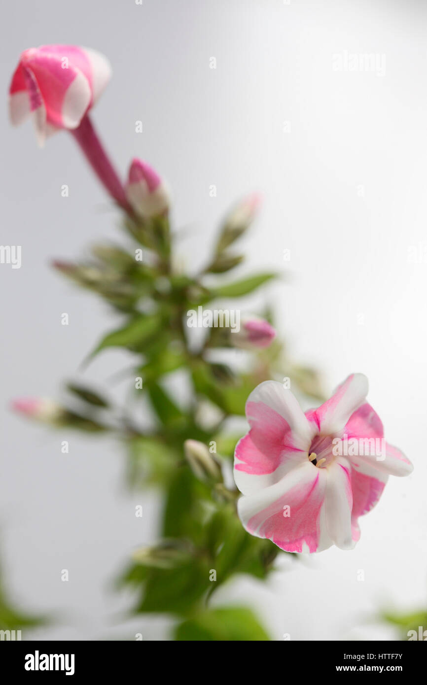 Rosa e Bianco candy-striped phlox flower still life Jane Ann Butler JABP Fotografia1881 Foto Stock