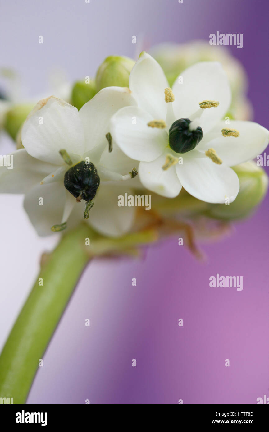 Ornithogalum arabica, stella di Betlemme ancora vita, una guarigione erba - "consolatore e succhietto di dolori e dolori' Jane Ann Butler JABP1887 Foto Stock