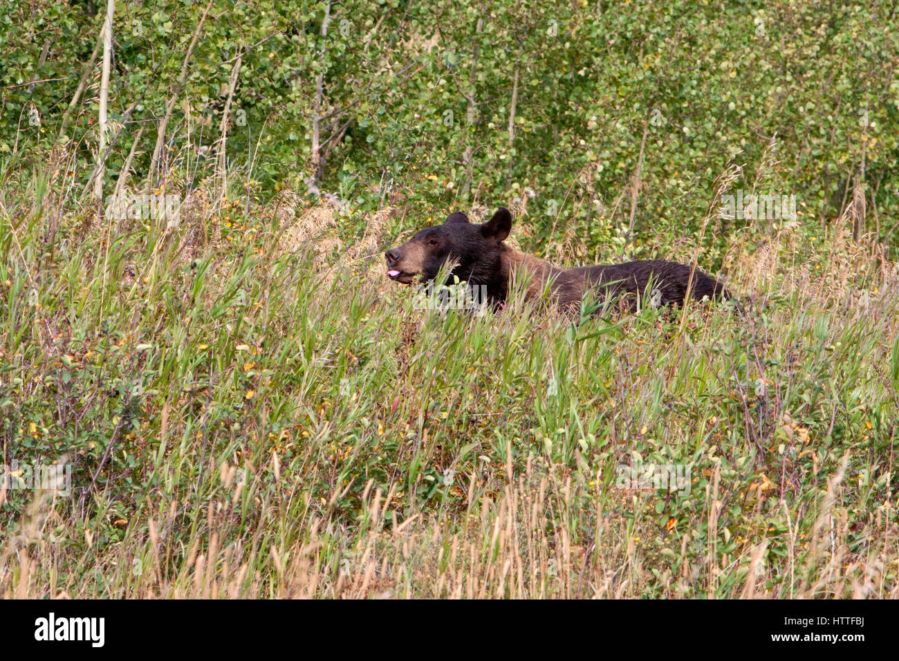Black Bear (Ursus americanus) alimentazione in pascoli nel Parco Nazionale dei laghi di Waterton, Alberta, Canada Foto Stock