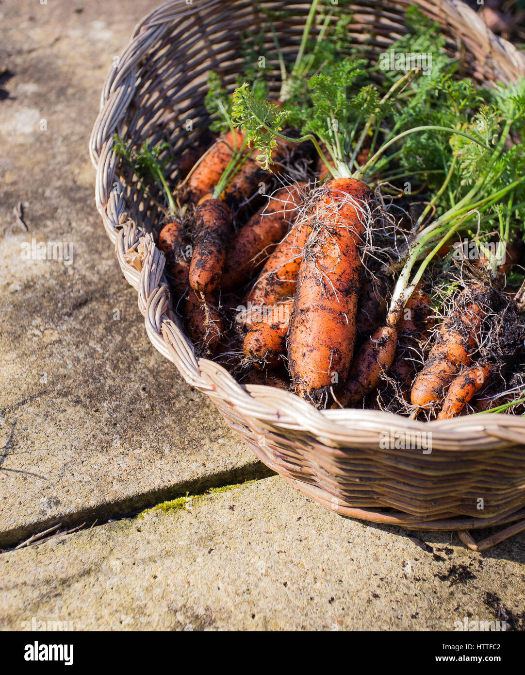 Homegrown carote organico con tracce di compost nel cesto di vimini Foto Stock