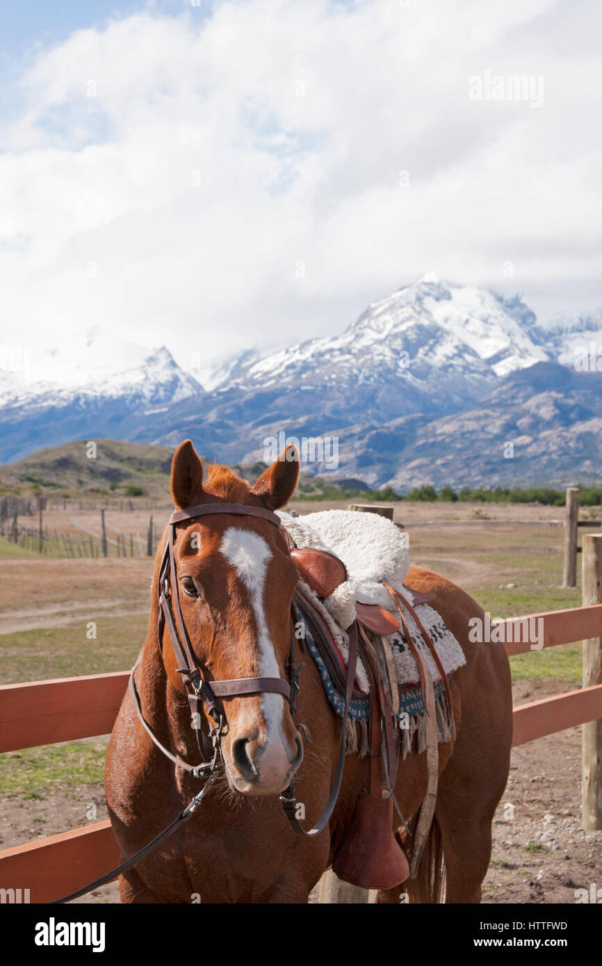 Cavallo nell'Argentina della Patagonia con le Ande Foto Stock