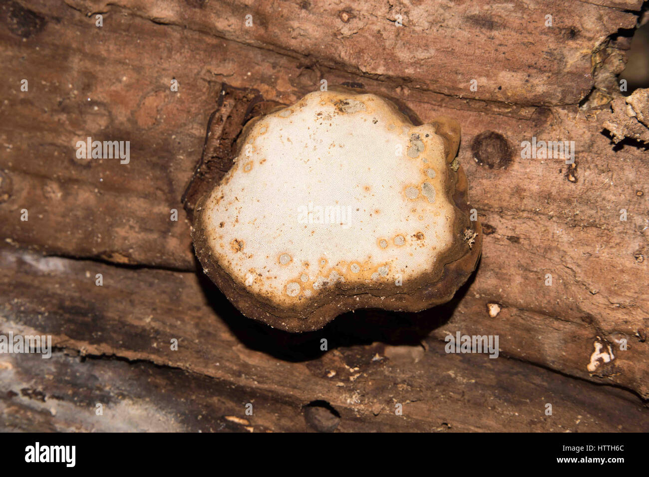 Fungo naturale pattern sull'albero log in Spreng. Foto Stock