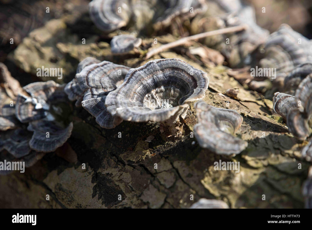 Fungo naturale pattern sull'albero log in Spreng. Foto Stock