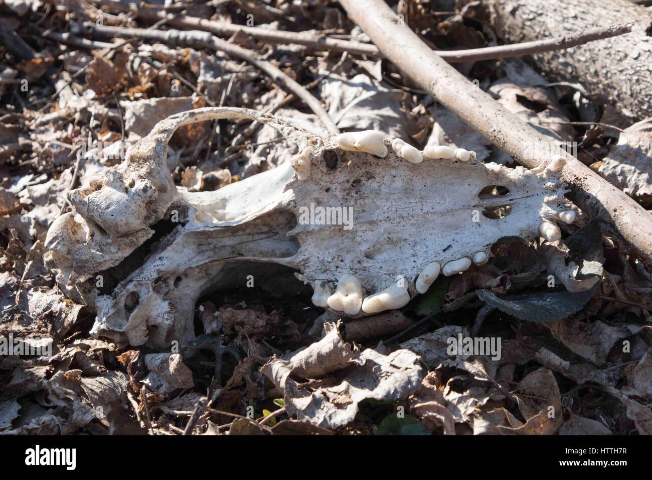 Un teschio nella foresta sulle foglie. Vecchio cane cranio nell'erba. Fang. Spaccato del cane canini cranio con denti seghettati. Foto Stock