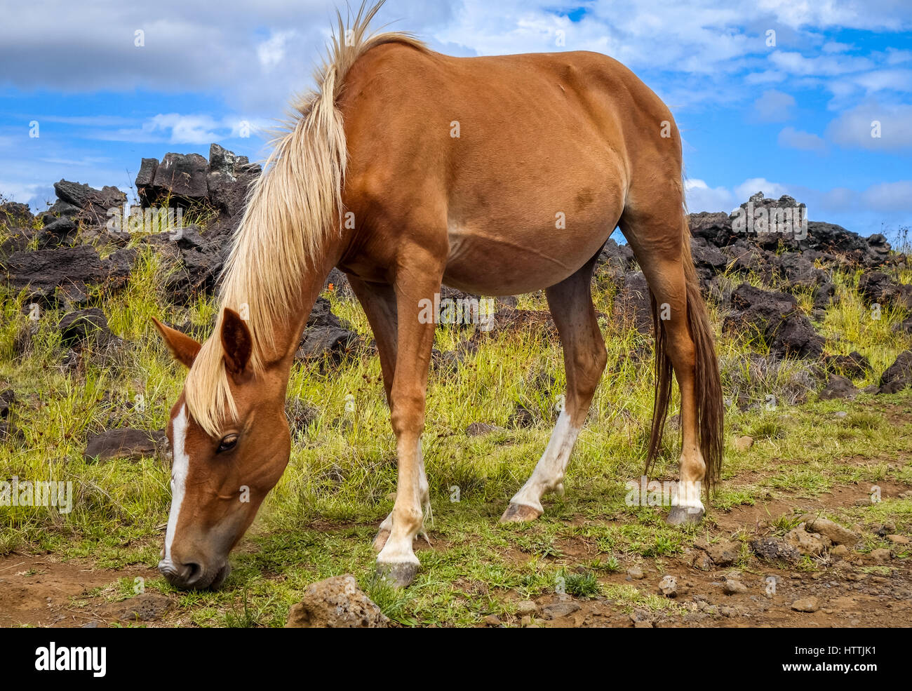 Cavallo in isola di pasqua campo, oceano pacifico, Cile Foto Stock