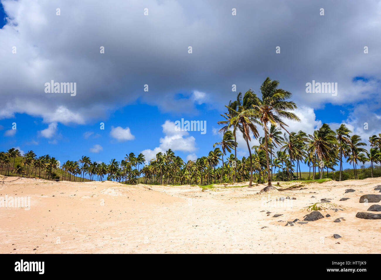 Palme sulla spiaggia di Anakena, isola di pasqua, Cile Foto Stock