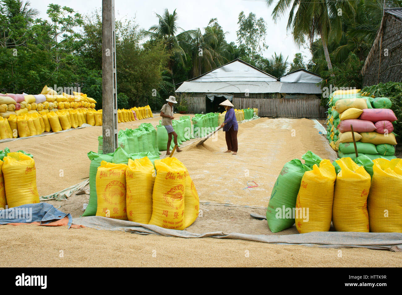 VINH LONG, VIET NAM- MAR 23: paio di Asia agricoltore riso secco sul terreno di essiccazione, gruppo di risone in borsa per la memorizzazione temporanea quando il prodotto finale, Mekong Delta i Foto Stock