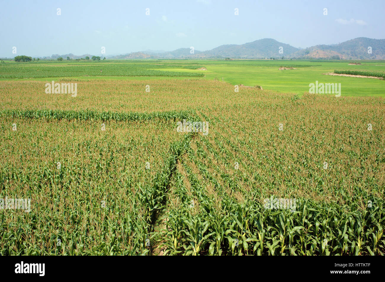 Viietnamese campo agricolo a Daklak, Vietnam, vasto campo di mais intercrop con impianto di risone, buon raccolto su plantation Foto Stock
