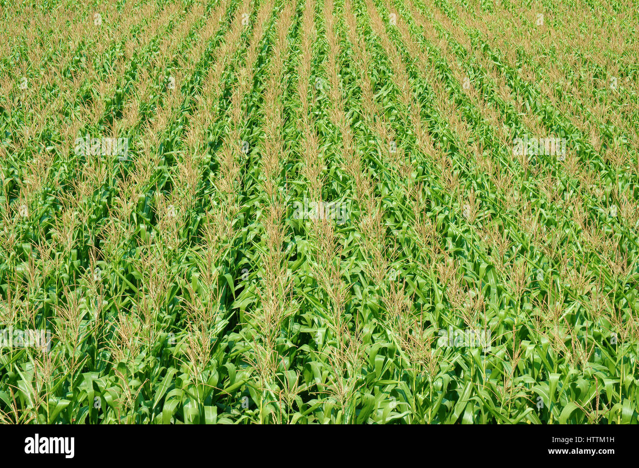 Viietnamese campo agricolo a Daklak, Vietnam, vasto campo di mais intercrop con impianto di risone, buon raccolto su plantation Foto Stock