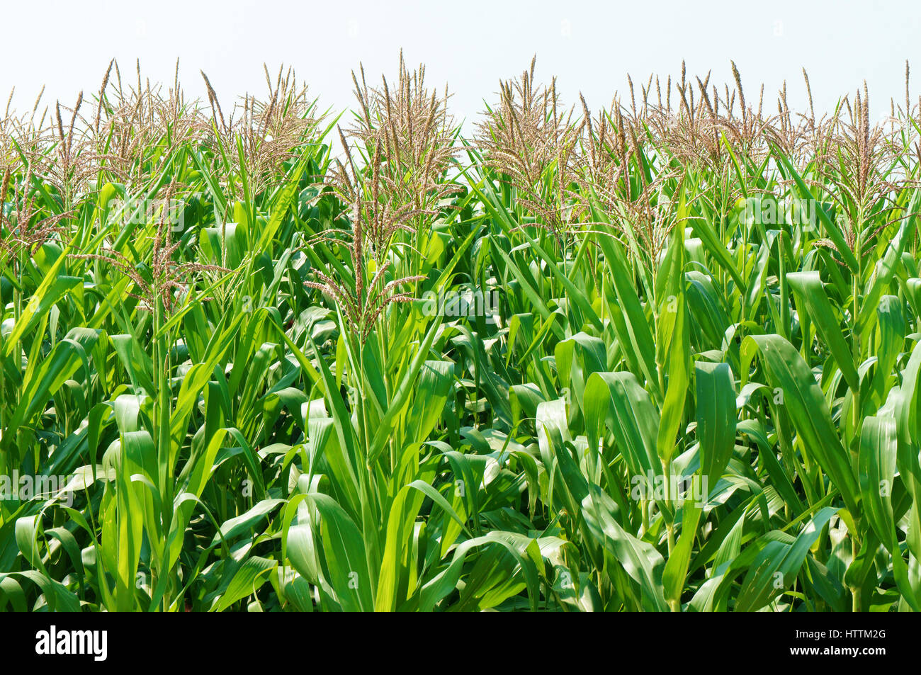 Viietnamese campo agricolo a Daklak, Vietnam, vasto campo di mais intercrop con impianto di risone, buon raccolto su plantation Foto Stock
