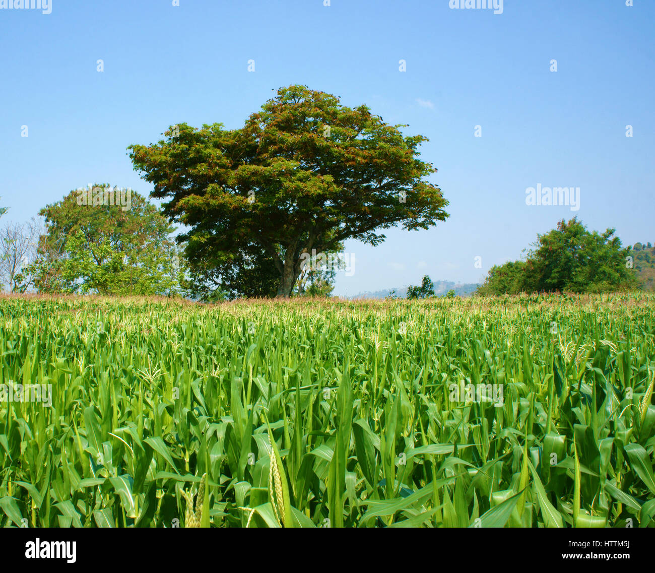 Viietnamese campo agricolo a Daklak, Vietnam, vasto campo di mais intercrop con impianto di risone, buon raccolto su plantation Foto Stock