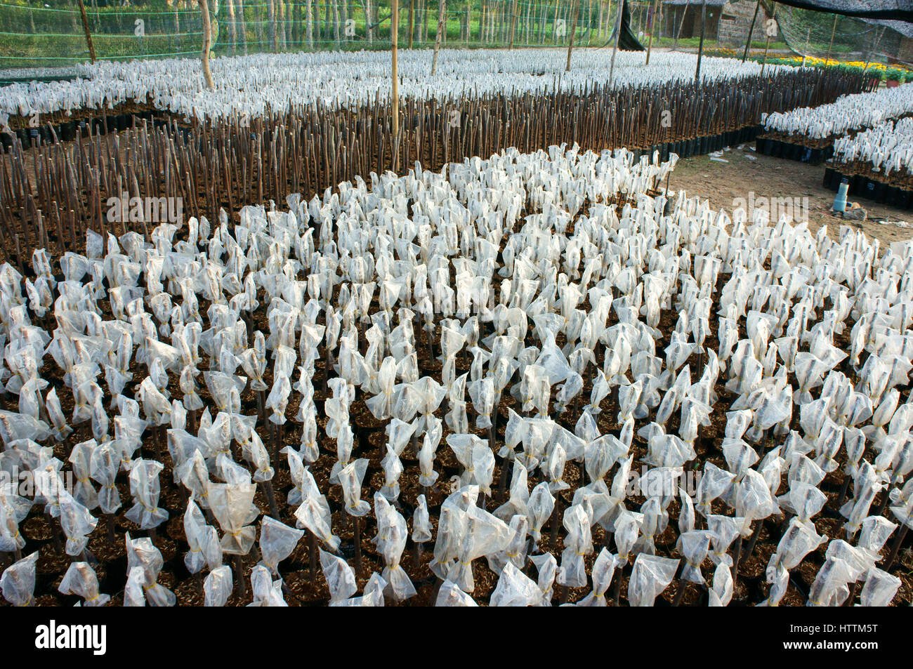 Gruppo di piante di vivaio al vivaio di ben tre, Delta del Mekong, Viet Nam, questo è grande albero da frutta area verde, piantina crescere in buone condizioni Foto Stock