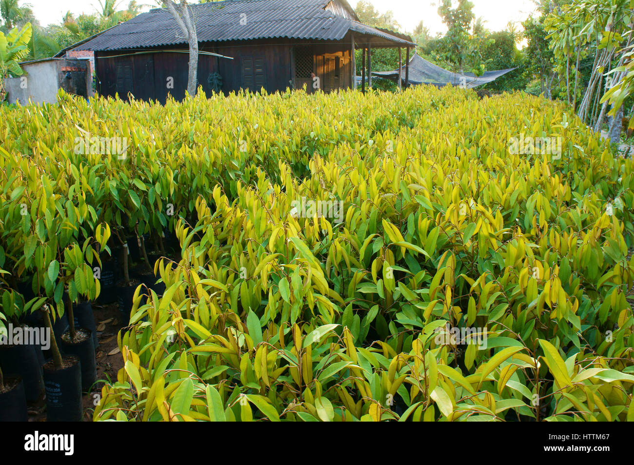 Gruppo di piante di vivaio al vivaio di ben tre, Delta del Mekong, Viet Nam, questo è grande albero da frutta area verde, piantina crescere in buone condizioni Foto Stock