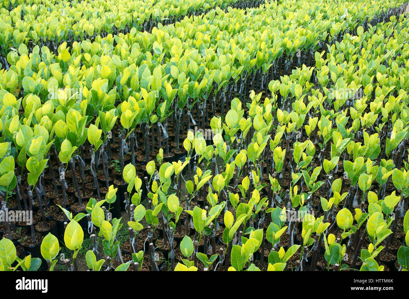 Gruppo di piante di vivaio al vivaio di ben tre, Delta del Mekong, Viet Nam, questo è grande albero da frutta area verde, piantina crescere in buone condizioni Foto Stock