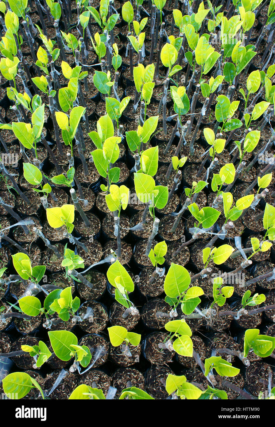 Gruppo di piante di vivaio al vivaio di ben tre, Delta del Mekong, Viet Nam, questo è grande albero da frutta area verde, piantina crescere in buone condizioni Foto Stock