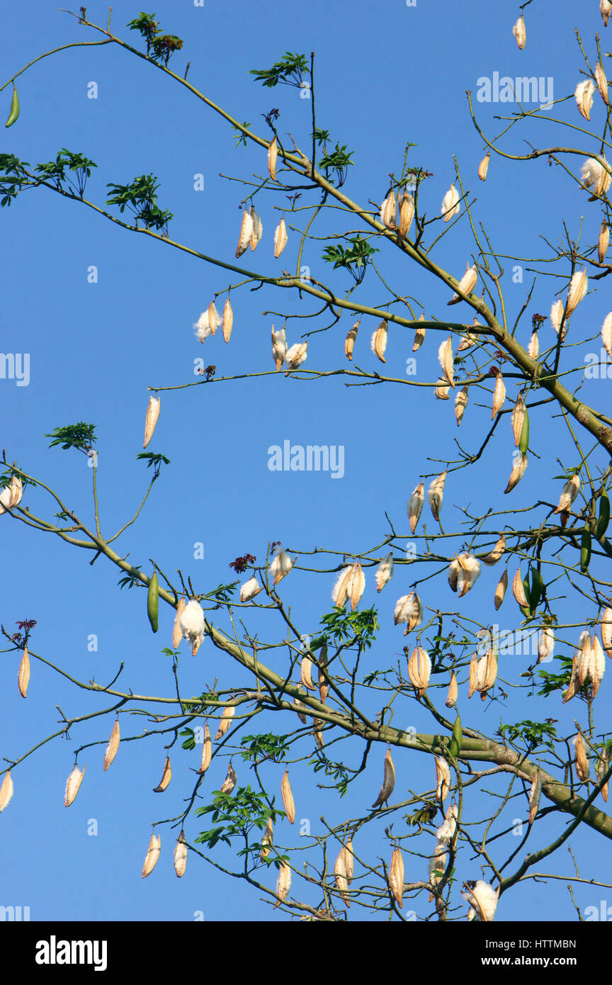 La seta cotton tree, il nome scientifico è Ceiba pentandra, sotto il cielo blu, ebano fiore in fiore bianco, questo fiore cuscino rendono Foto Stock