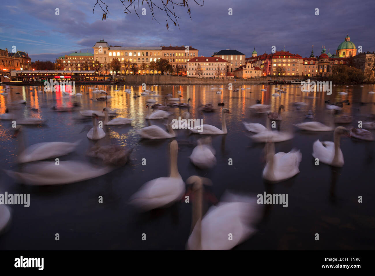 Grande gruppo di cigni (Cygnus olor) sul fiume Vltava. Praga. Boemia. Repubblica ceca. Foto Stock