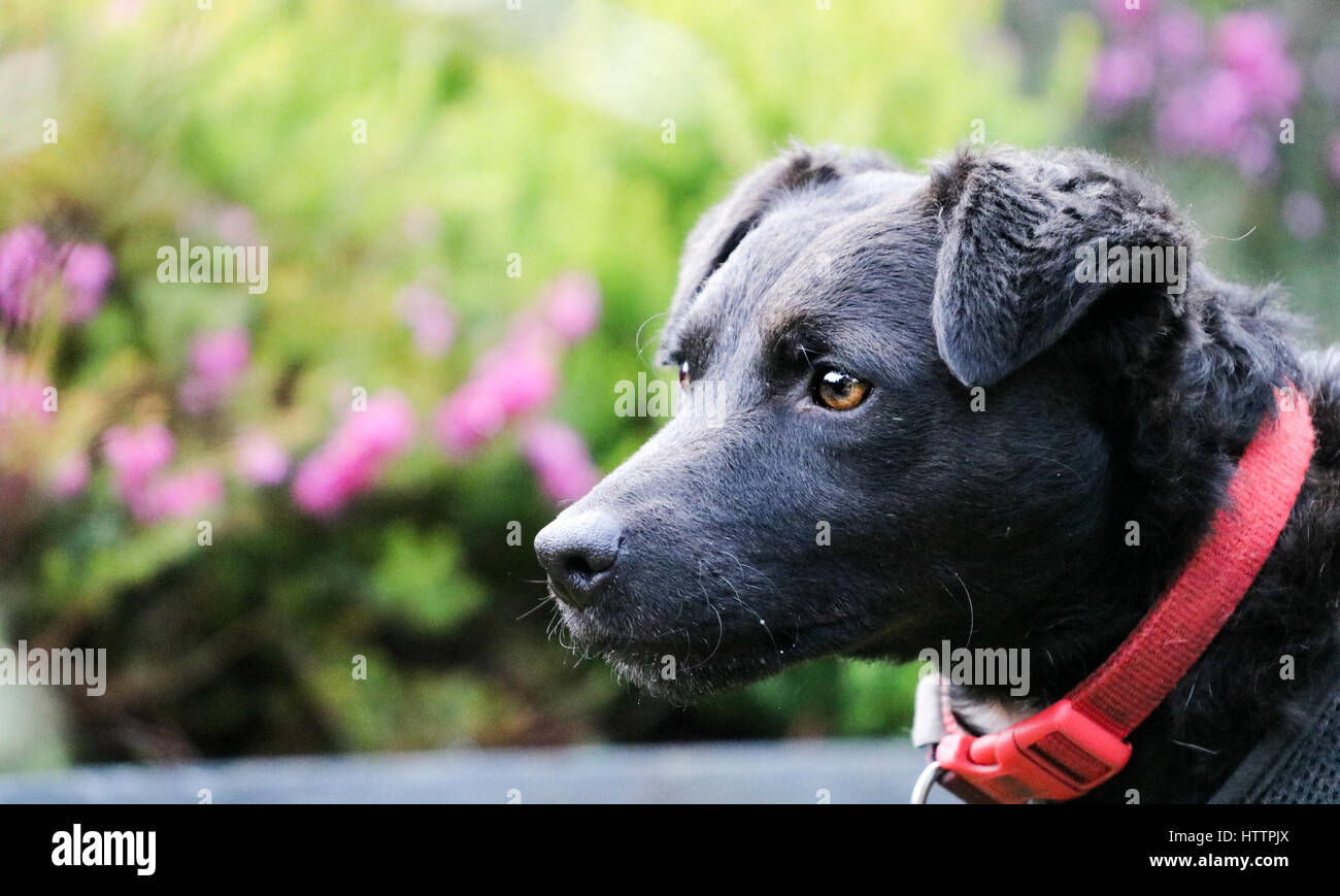 Ritratto di Black Patterdale Terrier cane Foto Stock