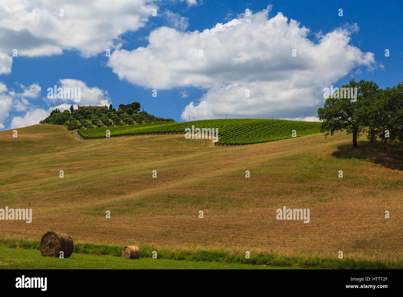 Campi e cipressi a San Quirico d'Orcia, Val d'Orcia, Siena district, Toscana, Italia Foto Stock