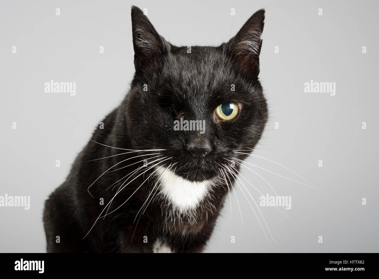 Un occhio di gatto maschio - 15 anni Foto Stock