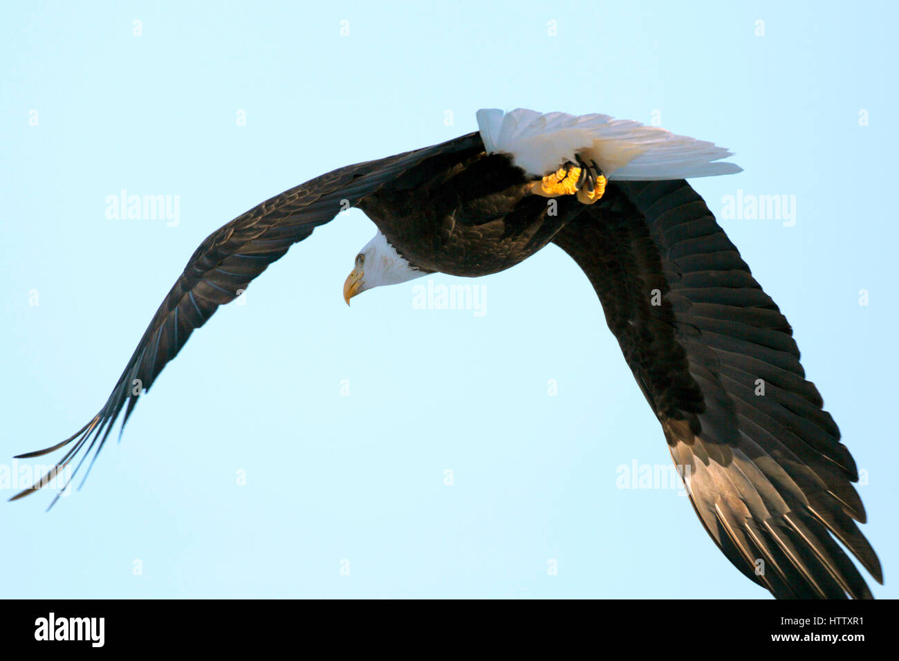 Aquila calva volare nel cielo blu, vista da dietro. Foto Stock