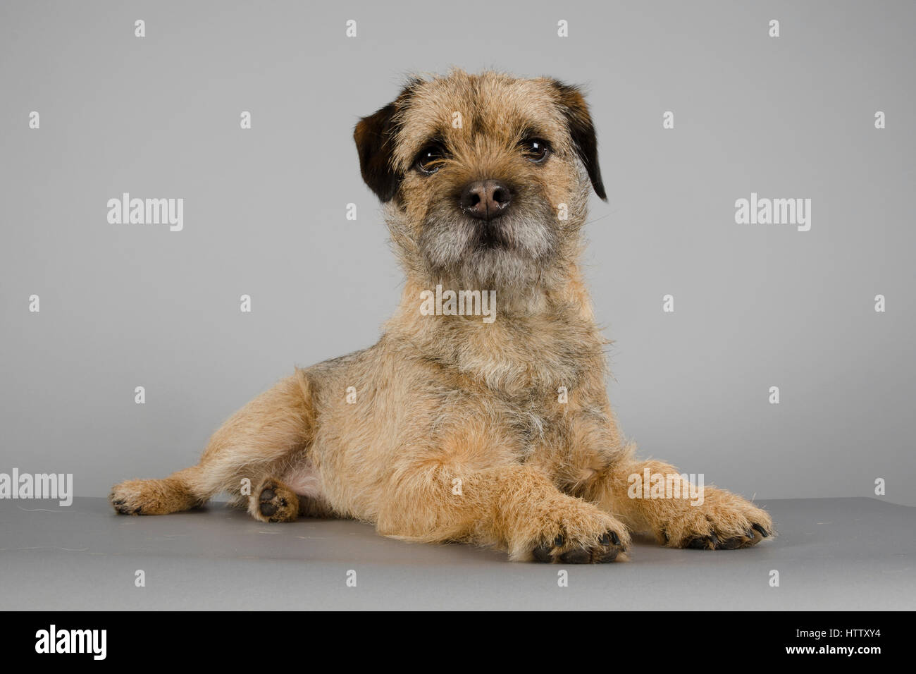 Border Terrier - maschio - 3 anni Foto Stock