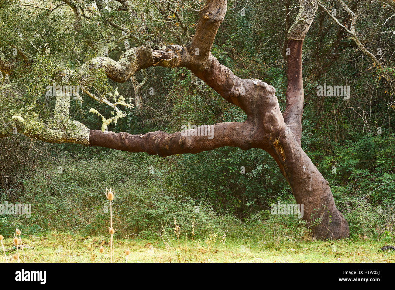 Cork Oak tree, Quercus suber, Alentejo, Portogallo. Foto Stock