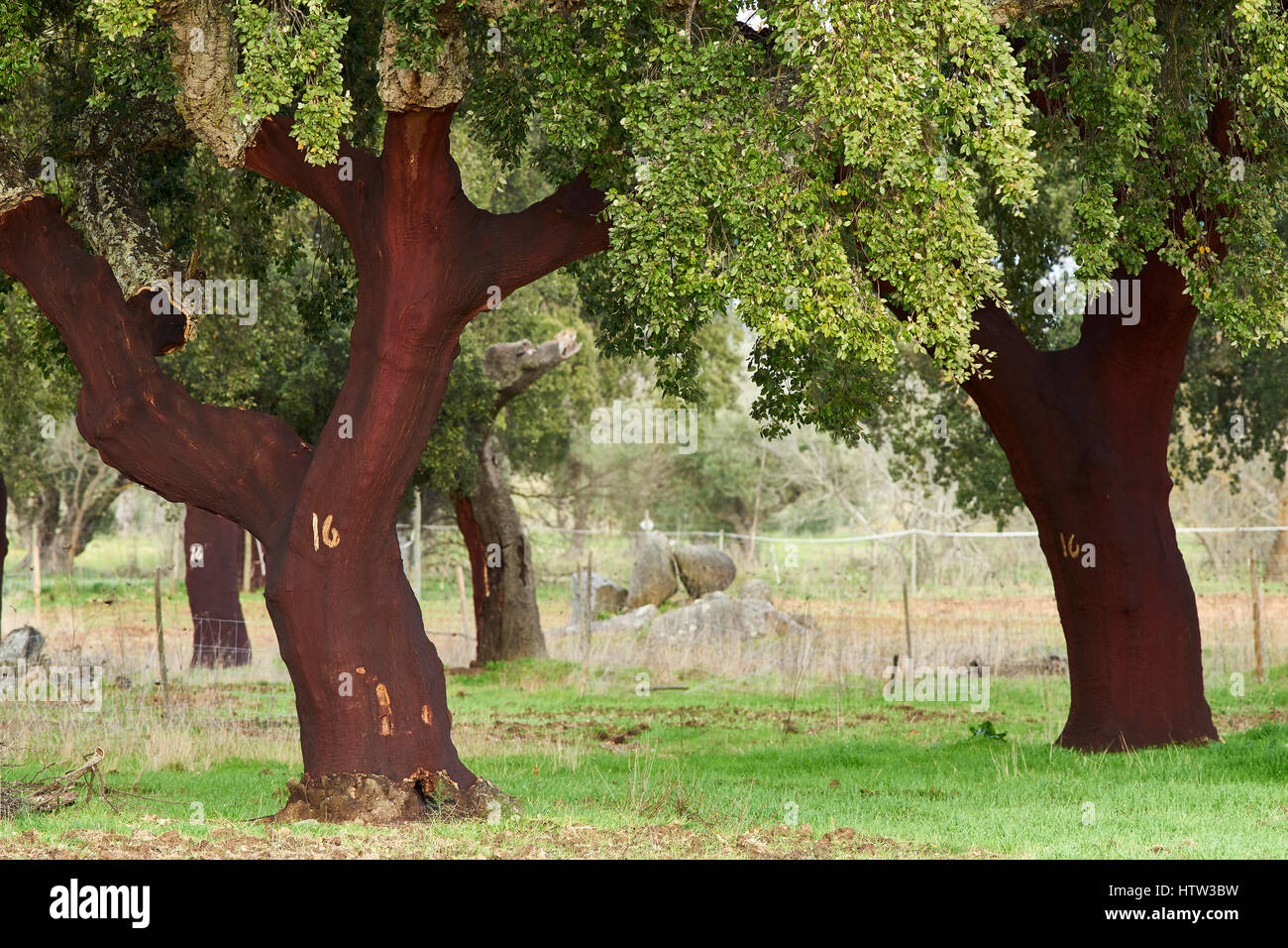 Querce da Sughero, Quercus suber, vicino Monsaraz, Alentejo, Portogallo. La corteccia di questi alberi è stato raccolto nel 2016 Foto Stock