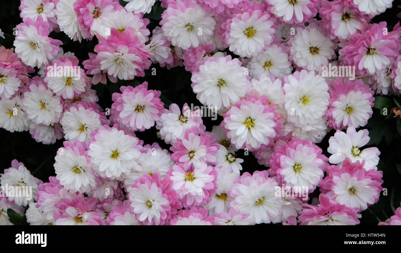 Piccolo bicolore bianca e rosa crisantemo fiori che sbocciano in autunno, Giappone. Foto Stock